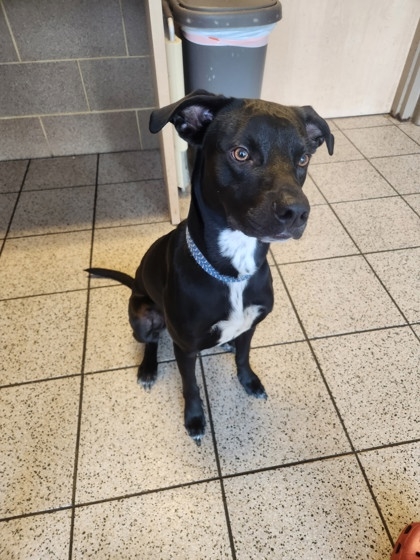 founddog